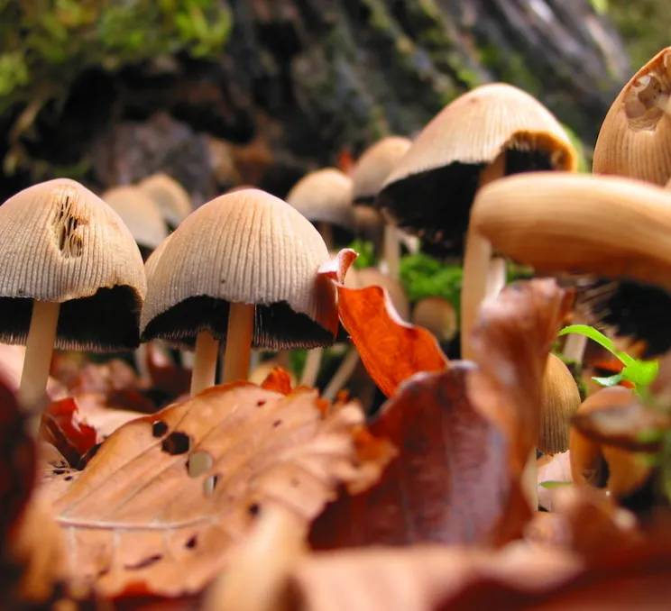 Suspension, Okina 20, rouge mat, câble noir, IP44, LED, dim, 2700K, 800 lm, Ø20cm, H15cm - Pott