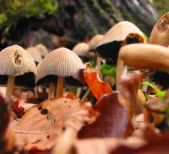 Suspension*Pott Suspension, Okina double, , IP44, E27, Ø27,4cm, H23cm - blanc mat